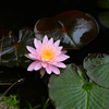 水辺の花