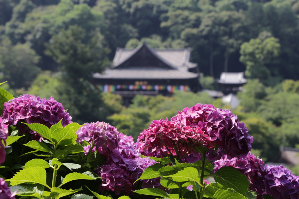 長谷寺「本坊より」