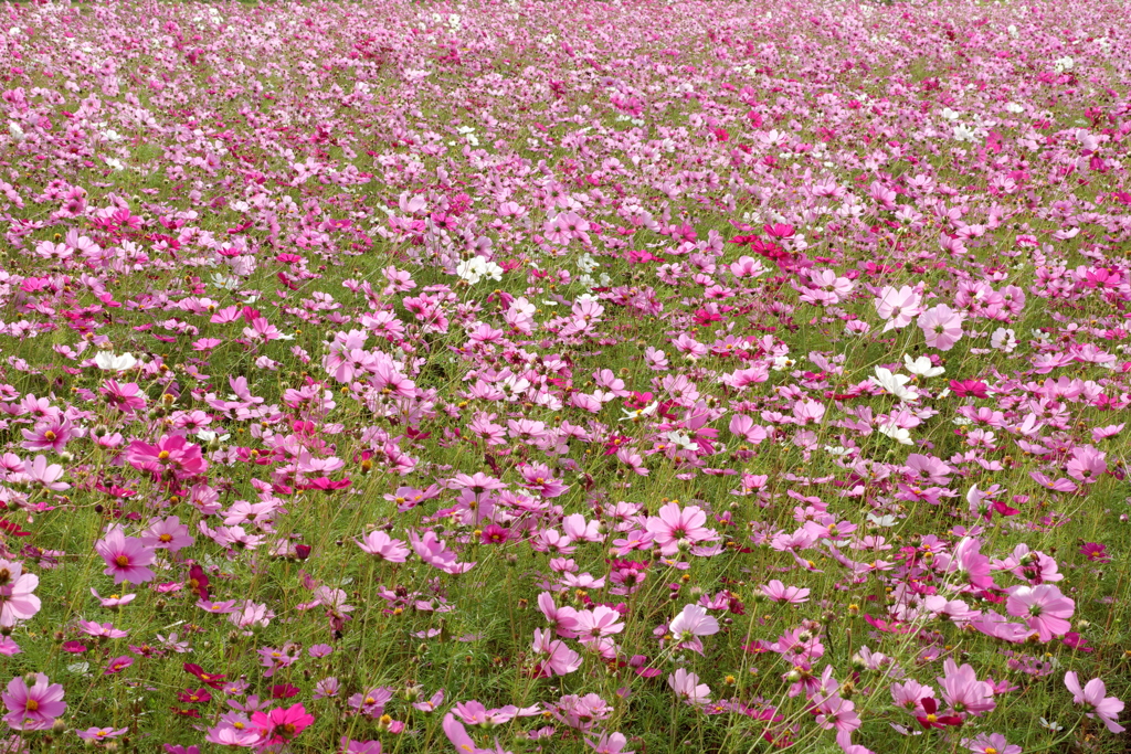 コスモスの花咲く