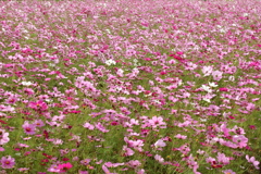 コスモスの花咲く