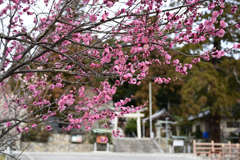 梅の花
