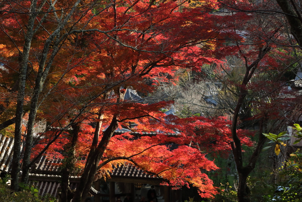 錦の山寺