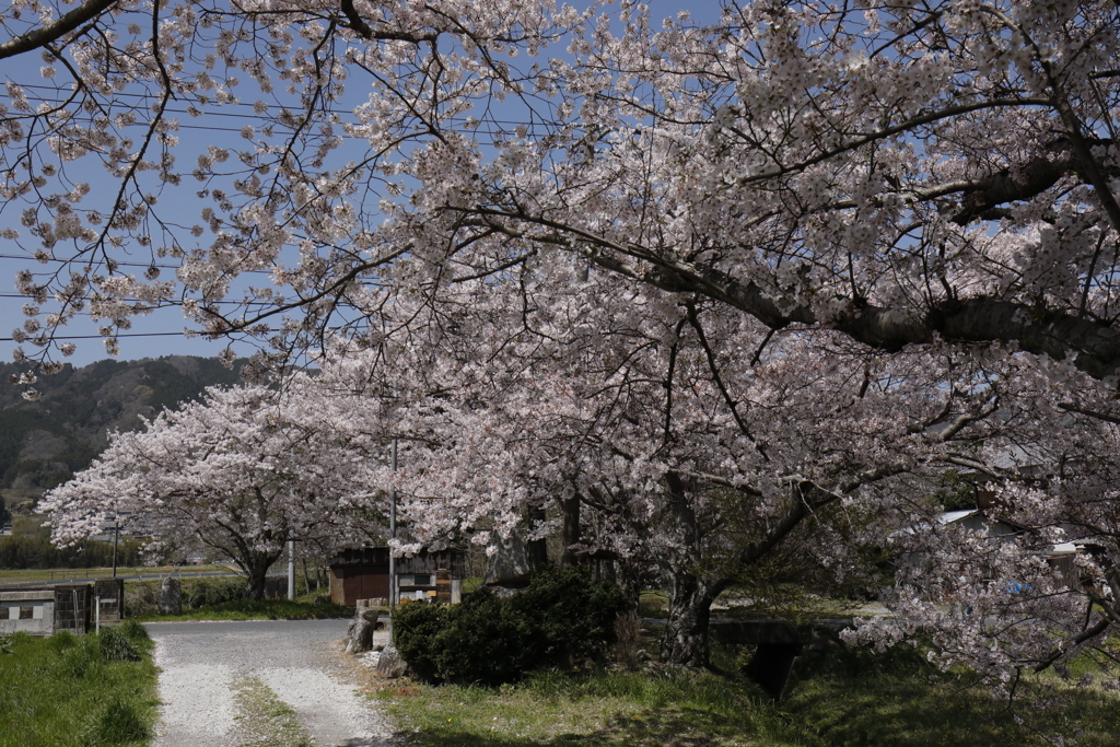 桜花ファイナル