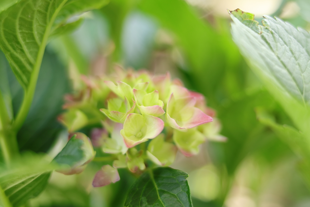 庭に咲く花