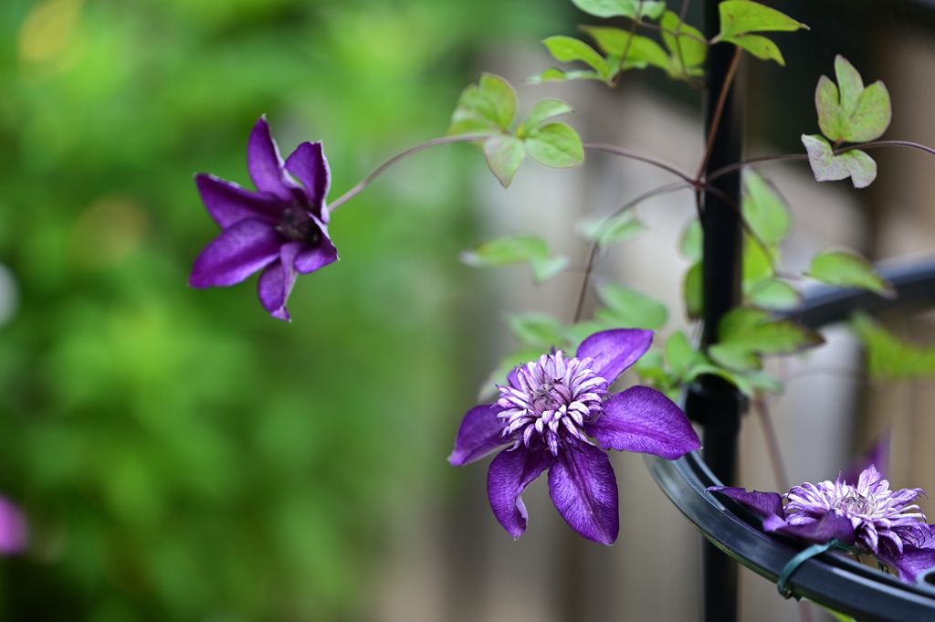 庭に咲く花
