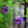 庭に咲く花