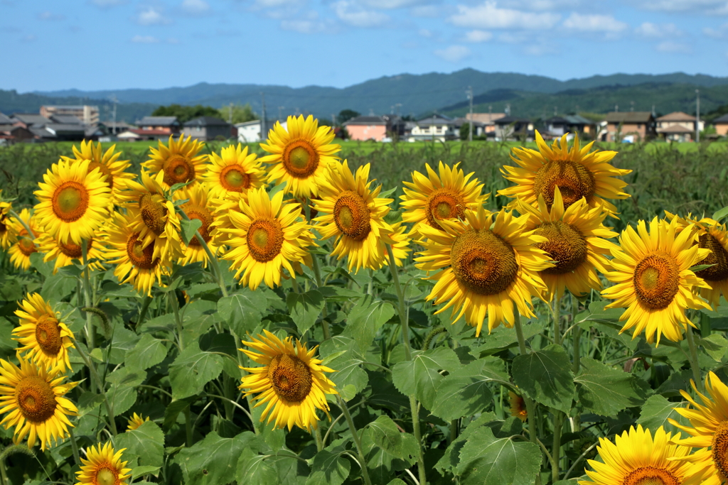 夏が来たー