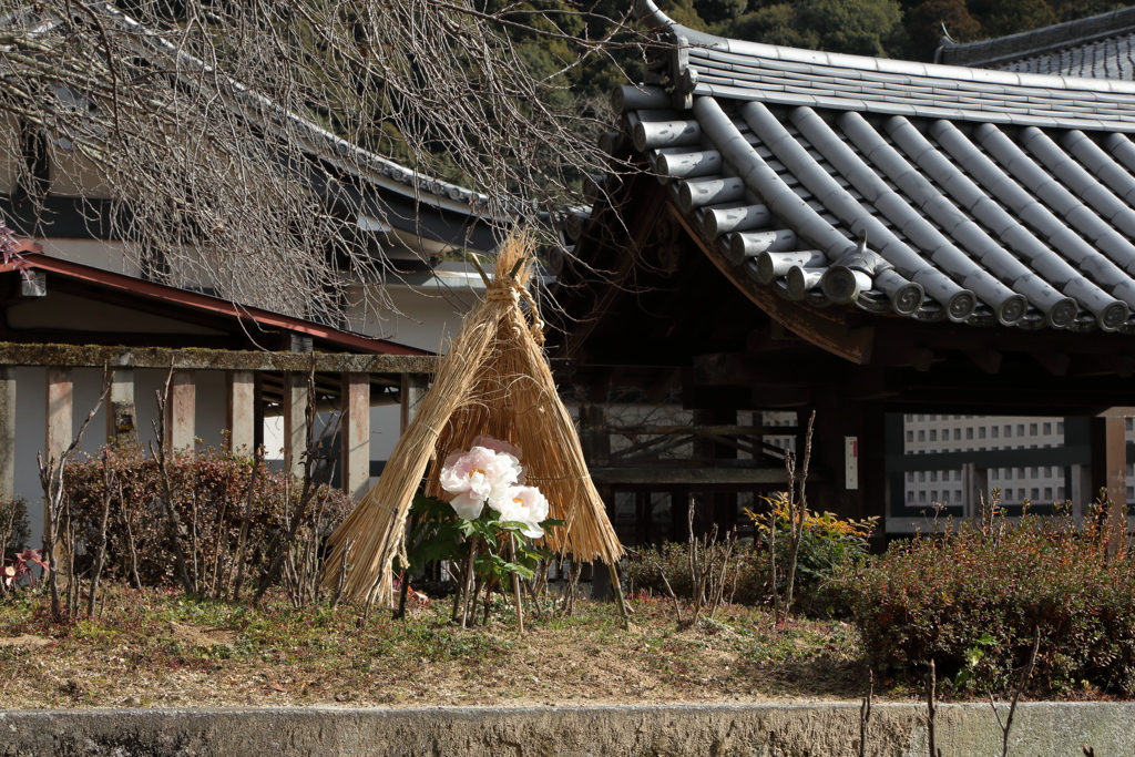 冬の景色