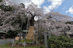 枝垂れ桜