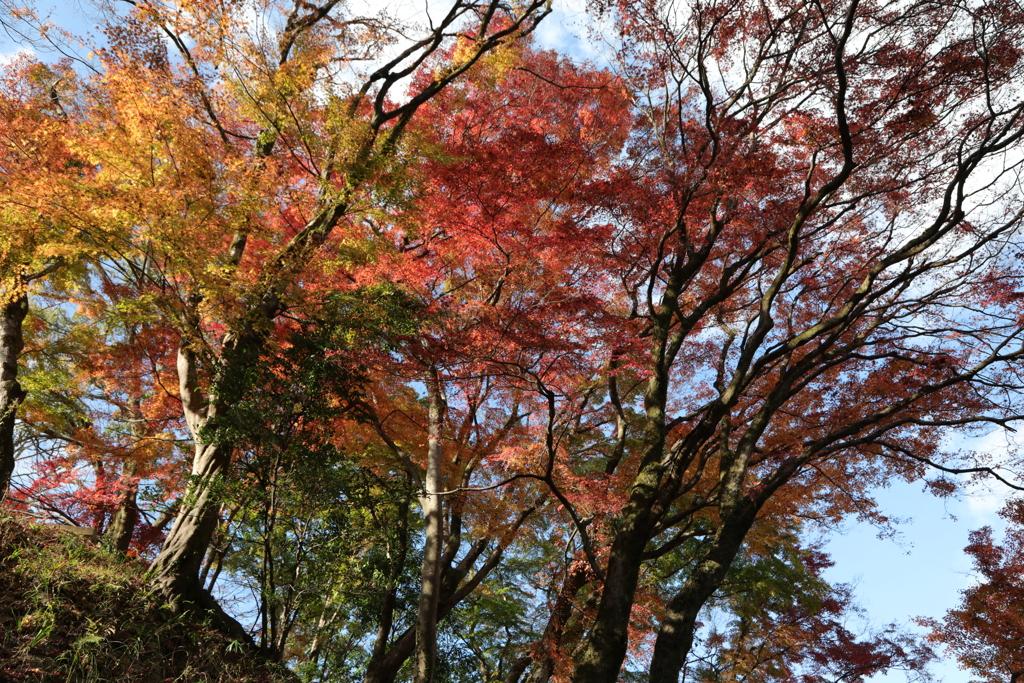 長谷寺　晩秋