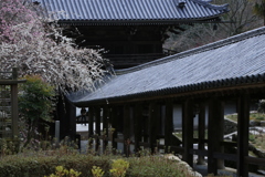 梅の花、散り始め