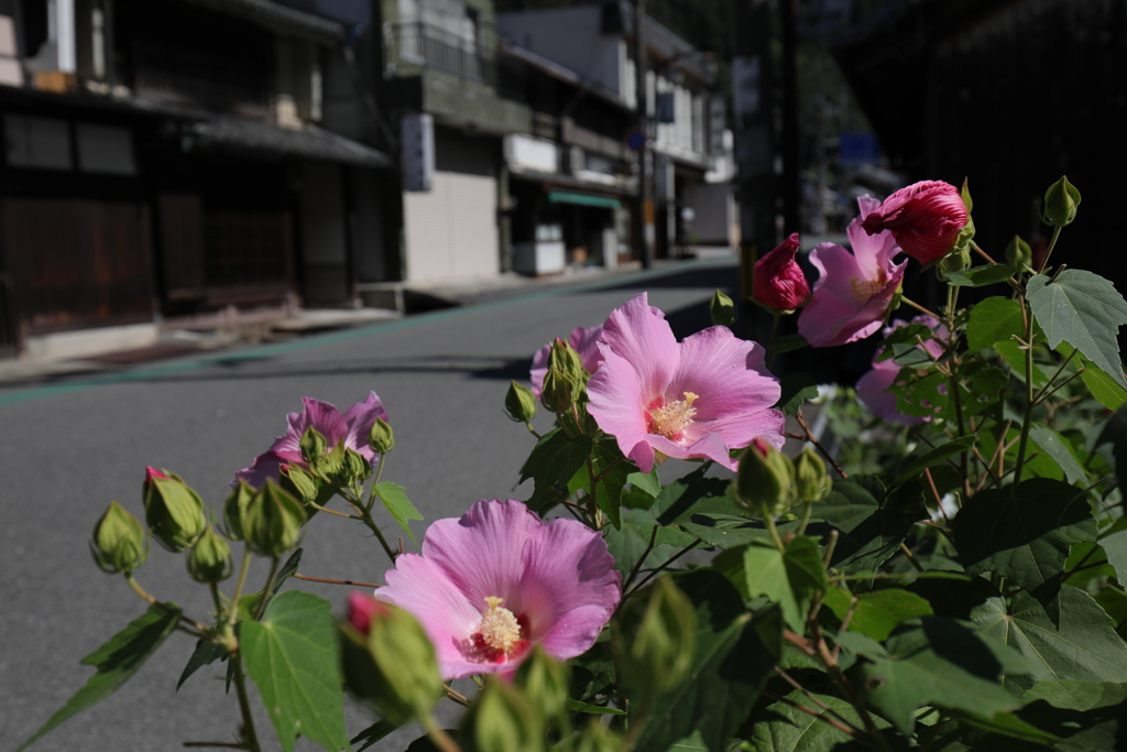 長谷寺参道