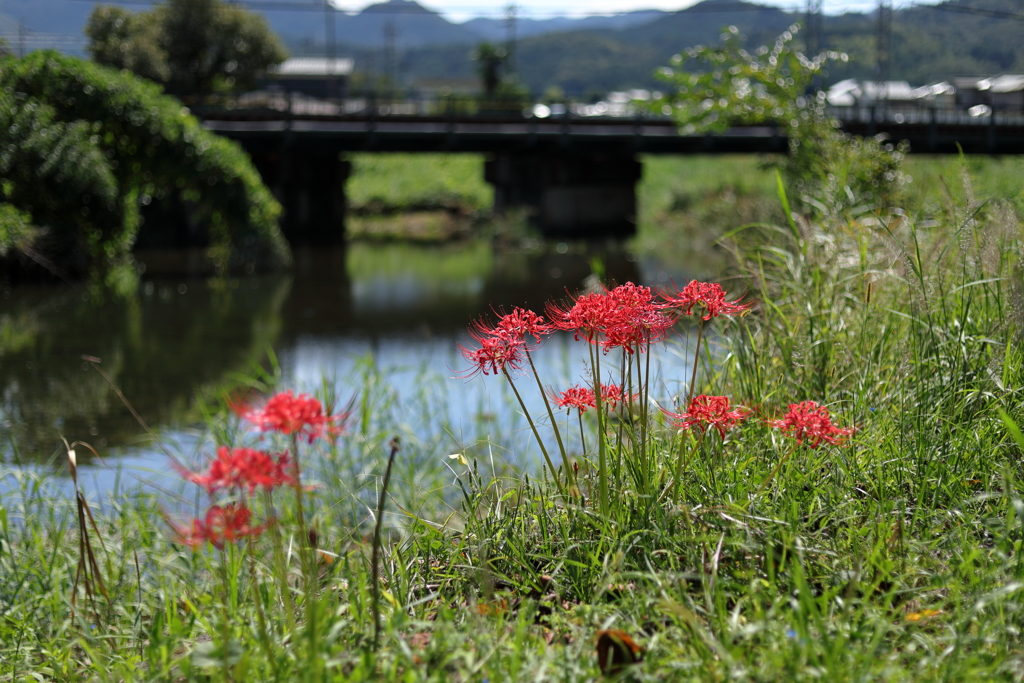 彼岸は過ぎたけれど、