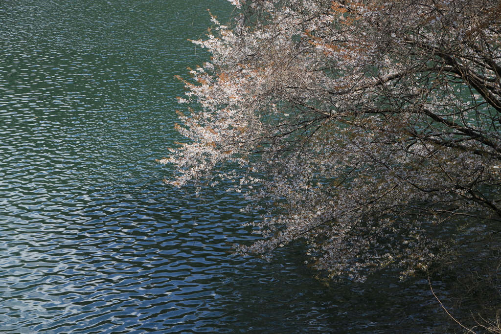 山桜