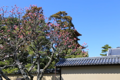 奈良　西の京