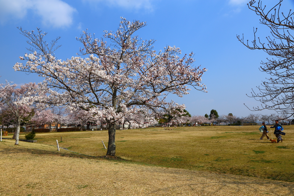 桜祭り