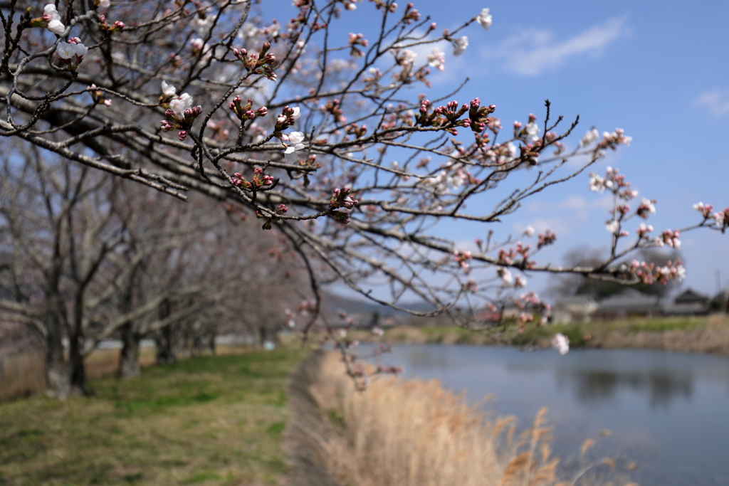 桜咲く頃