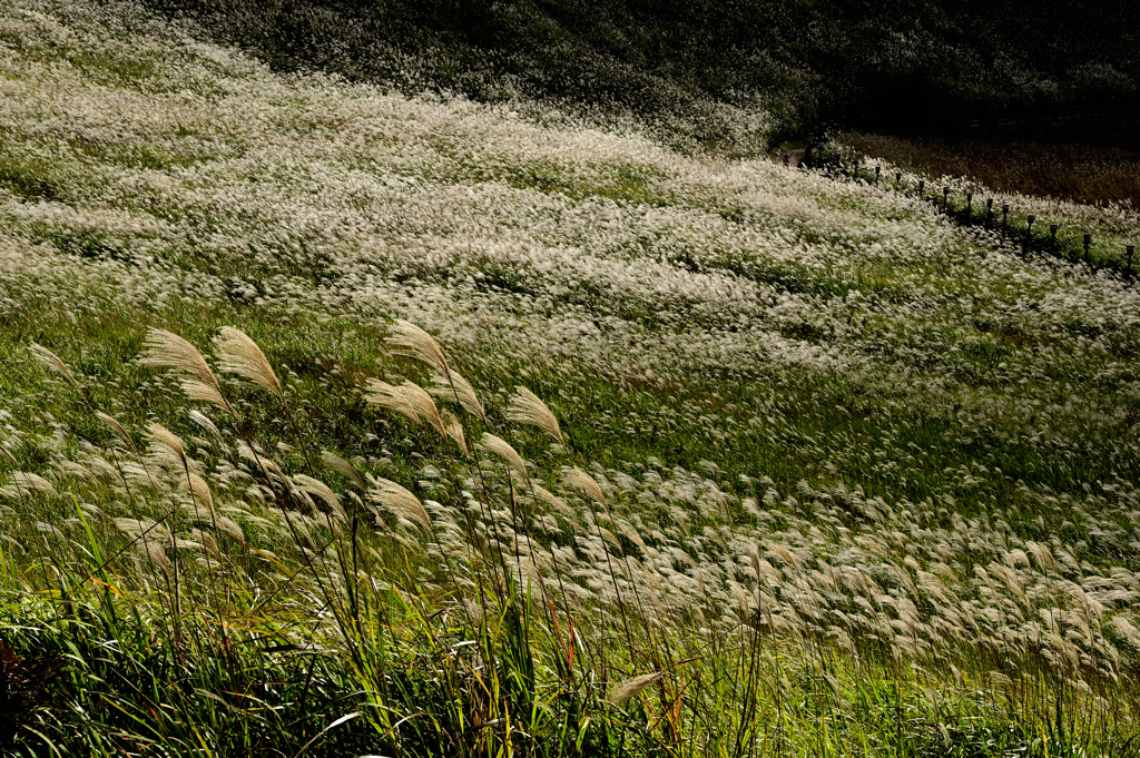 ススキの山