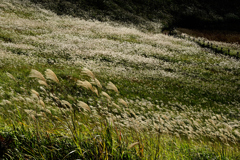 ススキの山 ススキの山