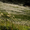 ススキの山