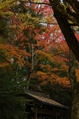積田神社の紅葉