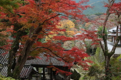 錦秋・長谷寺