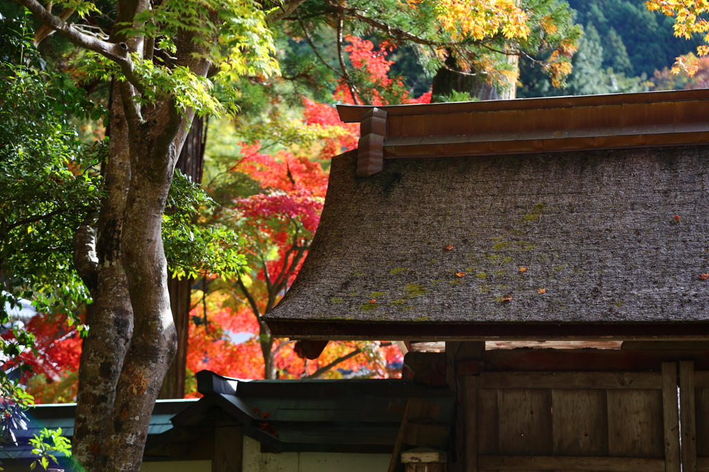 秋麗 室生寺