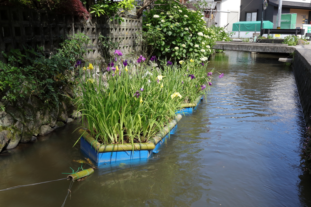 水路の花筏