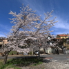 ご近所の桜