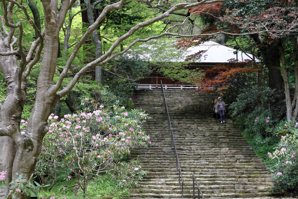 室生寺に春来る