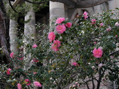 桜ノ宮　百花繚乱