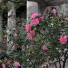 桜ノ宮　百花繚乱