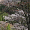 吉野桜