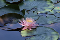 睡蓮の花