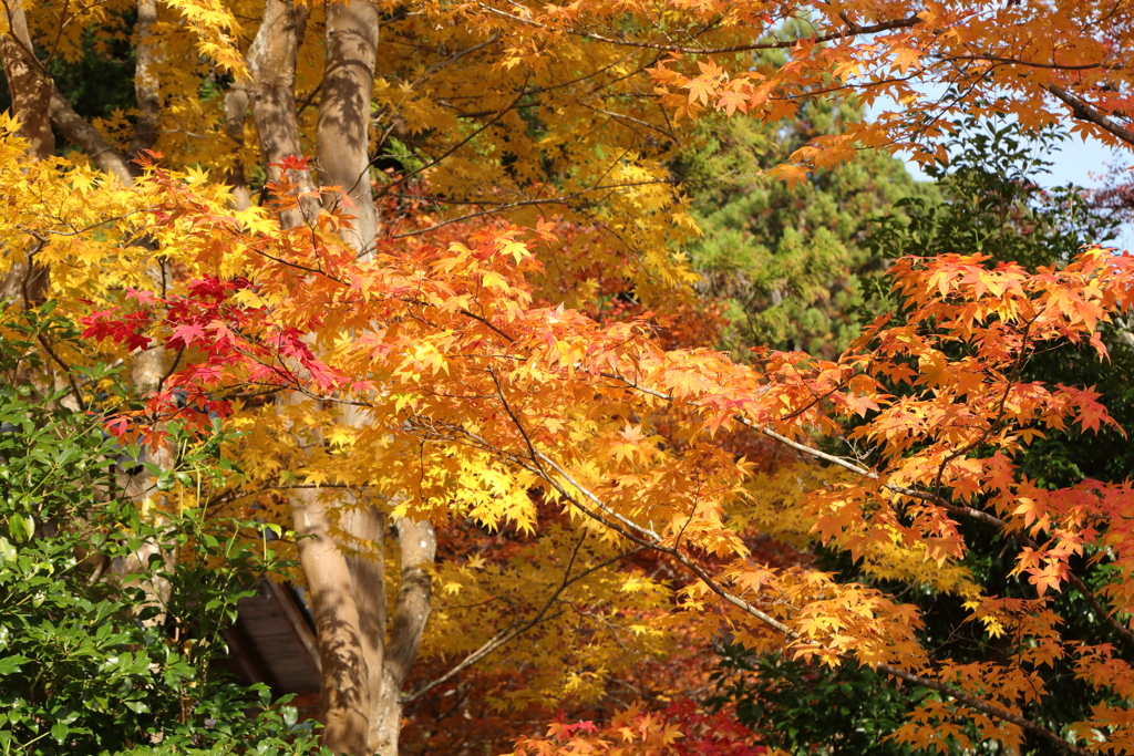 室生寺の秋