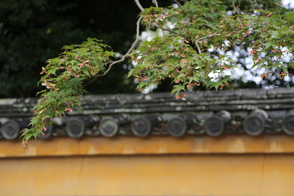 奈良　秋篠寺