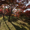 秋うらら