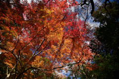 積田神社の紅葉