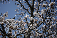 咲きました