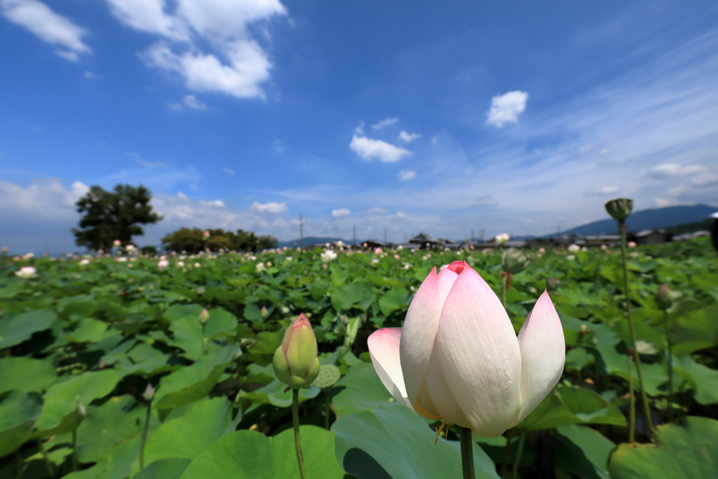 Lotus