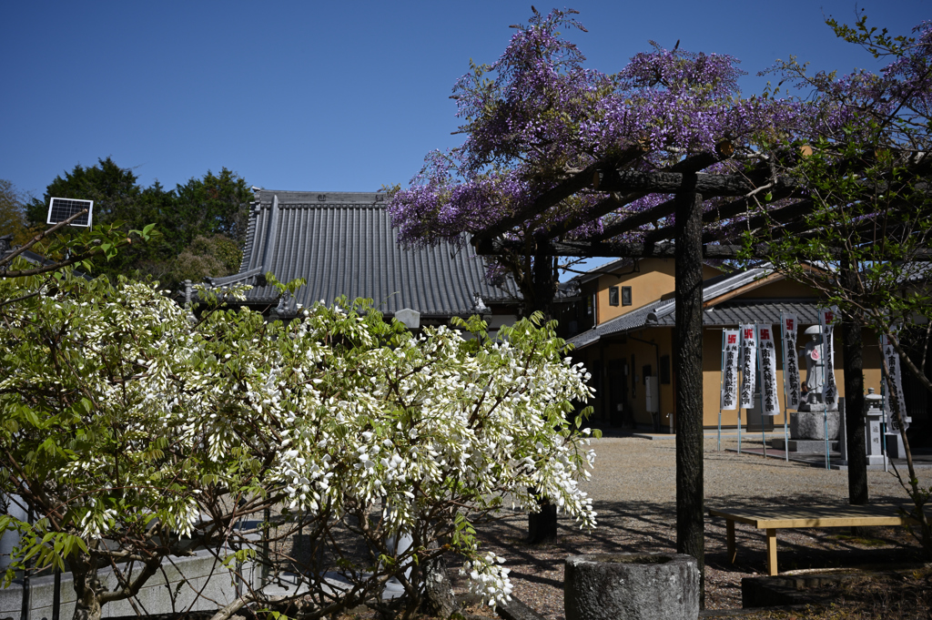 花便り