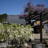 花便り
