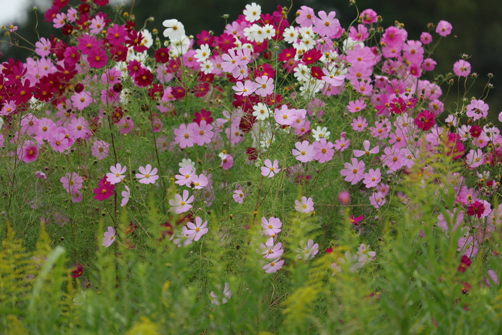 コスモスの花