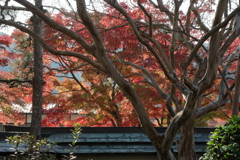 秋に染まる室生寺
