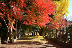 積田神社の紅葉