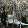 枝垂れ桜