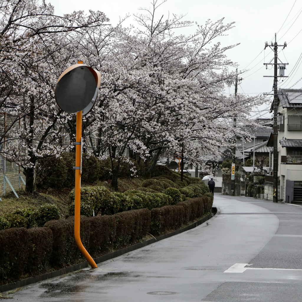 桜が咲くと雨が降る