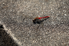 紅一点