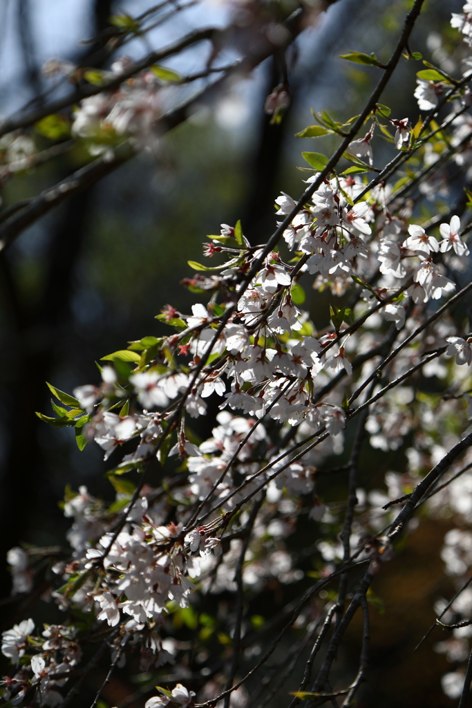 桜の咲く風景