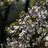 桜の咲く風景